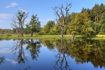 Seachtnmoor, moor, dead trees are reflected in the swamp, Andechs, Upper Bavaria, Bavaria, Germany, Europe, PublicGround, Europe