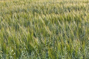 Barley (Hordeum vulgare), mixed with Oats (Avena), oat field, Upper Bavaria, Bavaria, Germany, Europe, PublicGround, Europe