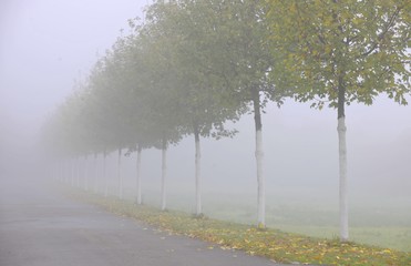 Autumn mood, tree-lined avenue in fog, Stuttgart, Baden-Wuerttemberg, Germany, Europe