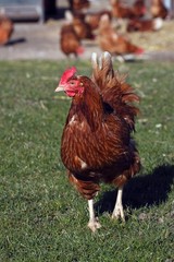 Barn fowl, hens, chicken, (Gallus gallus domesticus)