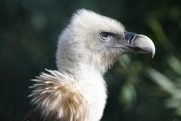 Griffon Vulture (Gyps fulvus), portrait, captive, Germany, Europe