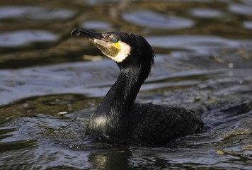 Great Cormorant (Phalacrocorax carbo) swimming in a lake