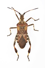 Western Conifer Seed Bug (Leptoglossus occidentalis)