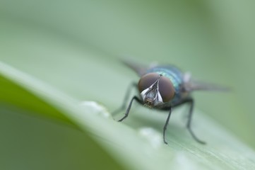 Greenbottle fly (Lucilia sp.), Haren, Emsland region, Lower Saxony, Germany, Europe