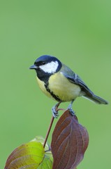 Great Tit (Parus major)