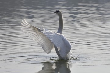 Obraz premium Mute Swan (Cygnus olor)