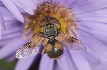Tachinid fly (Ectophasia crassipennis), feeding on nectar on Autumn aster (Aster sp.), Untergroeningen, Baden-Wuerttemberg, Germany, Europe