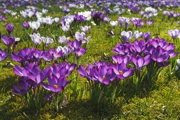 Obraz premium Flowering purple and white Crocuses (Crocus vernus hybrids) on a crocus meadow in spring