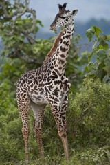 Giraffe (Giraffa carmeopardalis), Arusha National Park, Tanzania, Africa