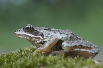 Moor frog (Rana arvalis), Emsland, Germany, Europe