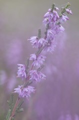 Obraz premium Heather (Calluna vulgaris)