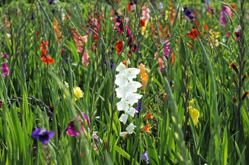 Gladiolas (Gladiolus)