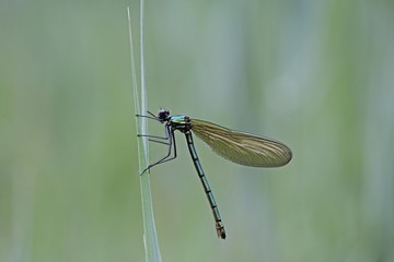 Detail view, macro, Beautiful Demoiselle (Calopteryx virgo), female on reeds, Ummendorfer Ried, Upper Swabia, Baden-Wuerttemberg, Germany, Europe