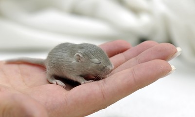 Mongolian Jird or Gerbil (Meriones unguiculatus), young, 2 weeks, held on hand - obrazy, fototapety, plakaty