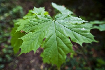 Maple leaf (Acer)