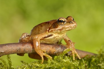 Common Frog (Rana temporaria)