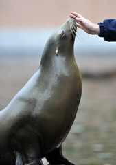 Fototapeta premium California Sea Lion (Zalophus californianus) and hand of the keeper
