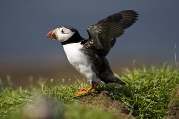 Atlantic Puffin (Fratercula arctica) with flapping wings, Treshnish Island, Scotland, United Kingdom, Europe