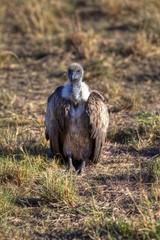 White-backed Vulture (Gyps africanus), Masai Mara National Reserve, Kenya, East Africa, Africa, PublicGround, Africa