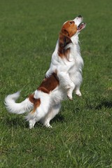 Kooikerhondje or Kooiker Hound (Canis lupus familiaris), young male dog jumping up