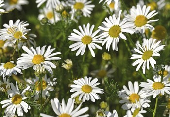 Chamomile (Matricaria chamomilla)