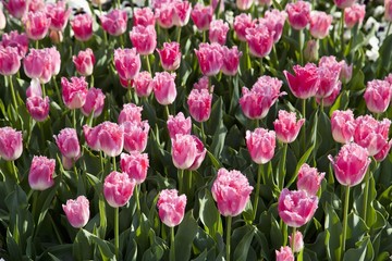 Bed of pink Tulips (Tulipa)