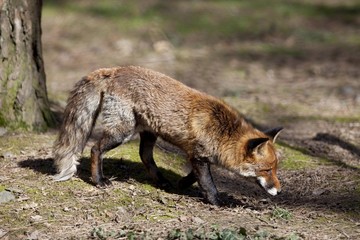 Naklejka na ściany i meble Old red fox (Vulpes vulpes), Hesse, Germany, Europe