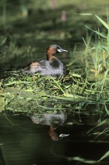 Little Grebe (Tachybaptus ruficollis)