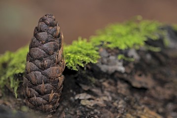 Pine cone of the Korean Fir (Abies koreana) in a forest, autumn motif