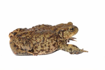 Fototapeta premium Toad (Bufo bufo complex)