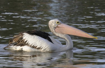 Australian pelican (Pelecanus conspicillatus), Australia, Oceania