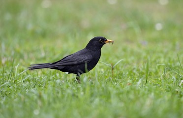 Blackbird (Turdus merula), male, collecting insects in its beak