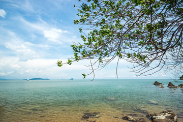 seascape scene with ocean and mangrove tree