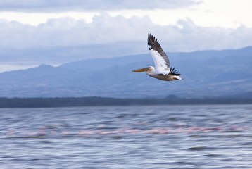 Fototapeta na wymiar White Pelican (Pelecanus onocrotalus) in flight, Lake Nakuru National Park, Kenya, East Africa, Africa, PublicGround, Africa