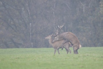 Red deer (Cervus elaphus), mating