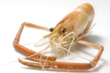 Large cooked oceanic shrimp with claws