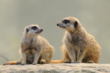 Meerkats (Suricata suricatta)