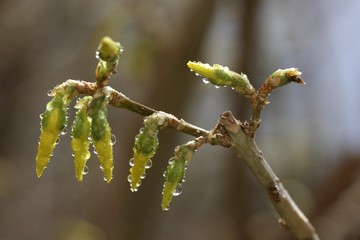 Naklejka premium Budding Forsythia (Forsythia)