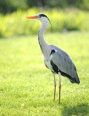 Grey Heron (Ardea cinerea), Stuttgart, Baden-Wuerttemberg, Germany, Europe