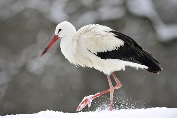 White Stork (Ciconia ciconia) in winter