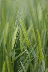 Barley (Hordeum vulgare)