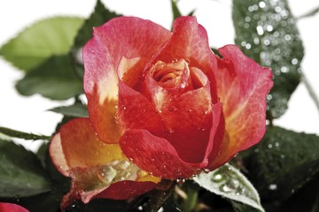 Rose covered with water drops