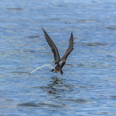 Brown noddy, beautiful exotic bird flying above the lagoon and catching twigs to make its nest
