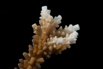 Stone Coral (Acropora sp.), close-up © imageBROKER