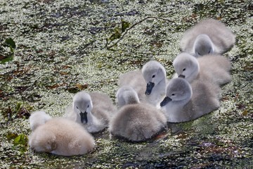 Mute Swan chicks (Cygnus olor)