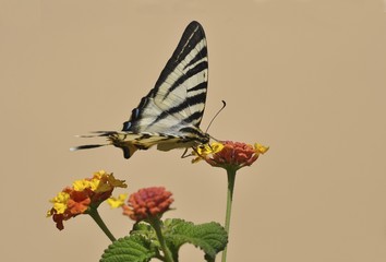 Scarce Swallowtail butterfly (Iphiclides podalirius) on Shrub Verbena, Stalida, Stalis, Crete, Greece, Europe