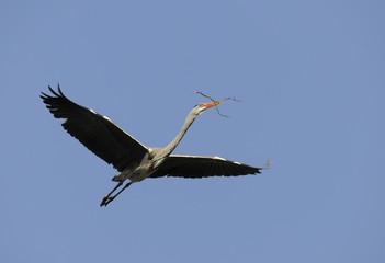 Obraz premium Grey Heron (Ardea cinerea) in flight with nesting material, Stuttgart, Baden-Wuerttemberg, Germany, Europe
