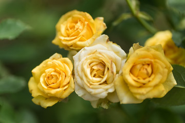 Yellow roses flower blossom in a garden,decoration flowers