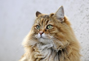Obraz premium Persian cat