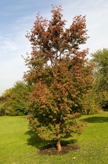 Fototapeta na wymiar Paperbark maple (Acer griseum)